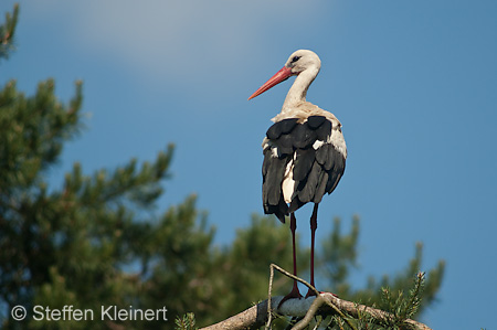 Weißstorch, Ciconia ciconia 035